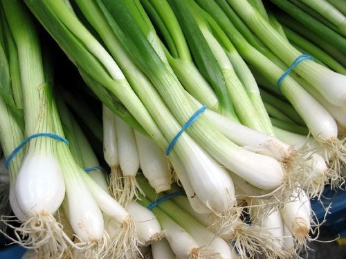 Healthy and Natural Fresh Green Onion