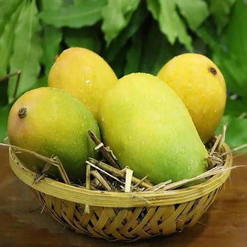 Healthy And Natural Fresh Kesar Mango