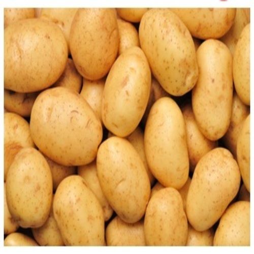 Healthy and Natural Fresh Potato