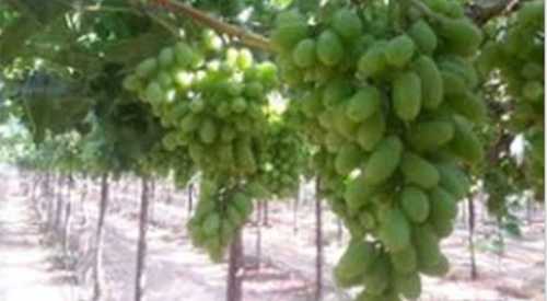 Pesticide Free Fresh Grapes