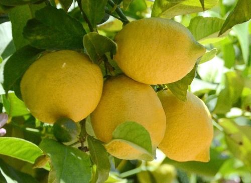 Healthy and Natural Fresh Yellow Lemon