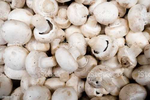 Organic White Color Button Mushroom