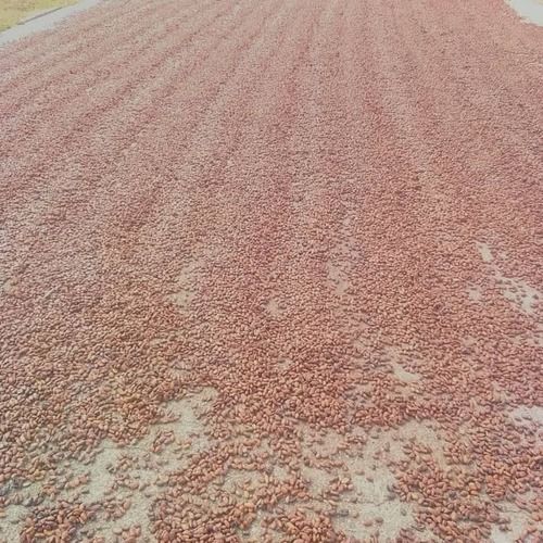 Dried Raw Cacao Fermented Cocoa Beans