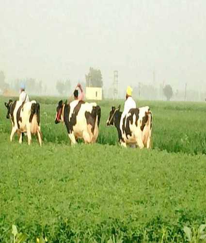 HF Cow For Dairy Farming