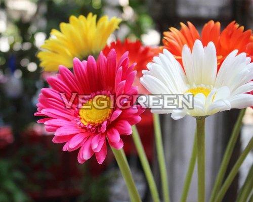 Natural And Fresh Daisy Flower Shelf Life: 10-15 Days