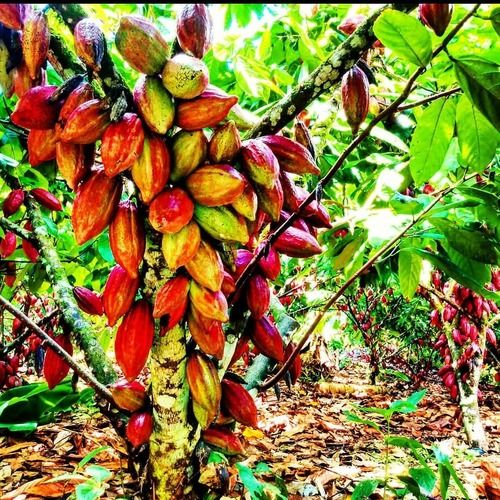 Natural Cocoa and Organic Cocoa Beans