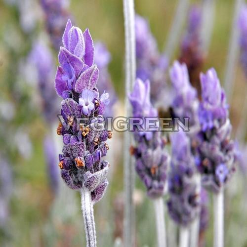 Purple Natural Fresh Lavender Flower