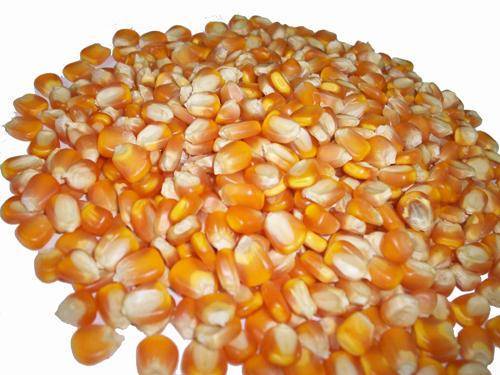 Organic Yellow Maize Corn Admixture (%): 1% Max