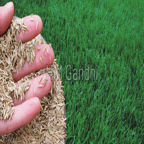 Healthy and Natural Grass Seeds