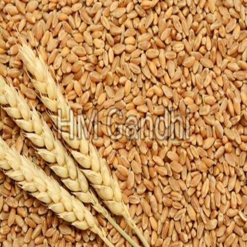 Healthy and Natural Wheat Seeds