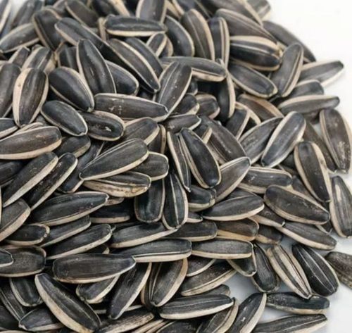 Impurity Free Sunflower Seed