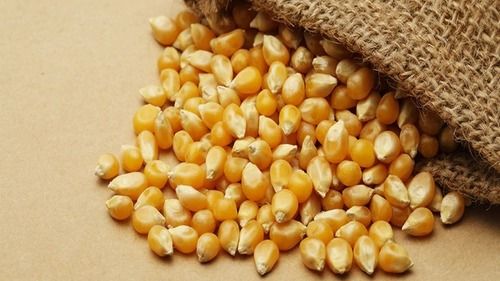 Yellow Maize Seed