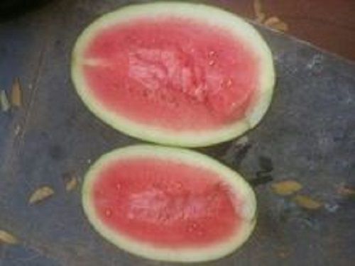 Fresh Dark Green Water Melon Origin: Indian