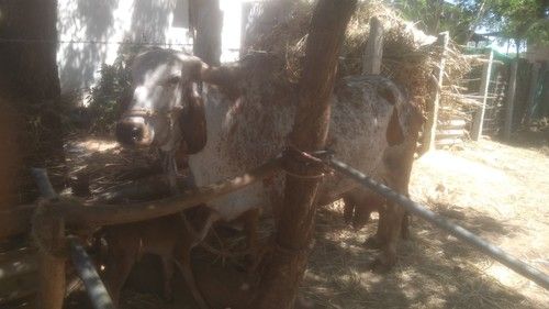 Gir Cow For Farming And Dairy At Best Price In Sira Anantha