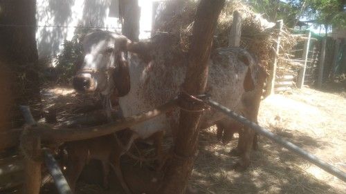 Red With White Patch Gir Cow For Farming & Dairy