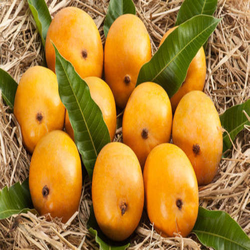 Healthy and Natural Fresh Hafus Mango