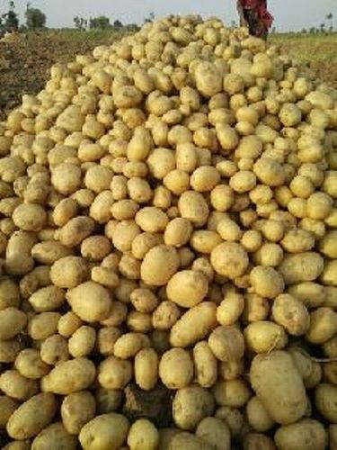 Natural Dried Organic Potato