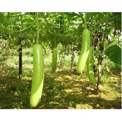 Cylindrical Organic Green Bottle Gourd