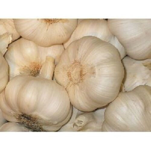 Healthy And Natural Fresh Garlic Bulb Shelf Life: 1 Years