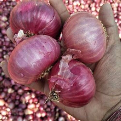 Healthy and Natural Fresh Large Red Onion