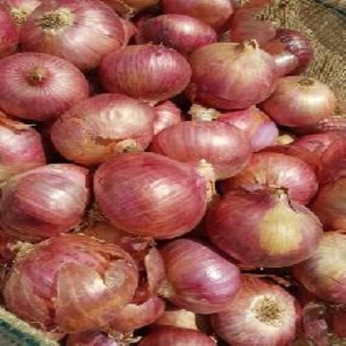 Healthy and Natural Fresh Medium Red Onion