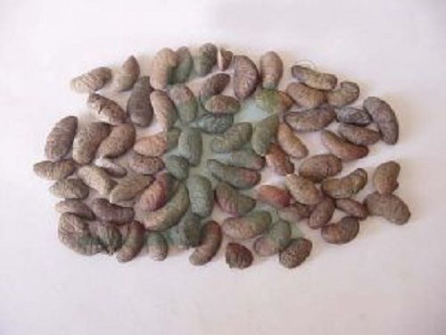 Herbal Garcinia Seeds