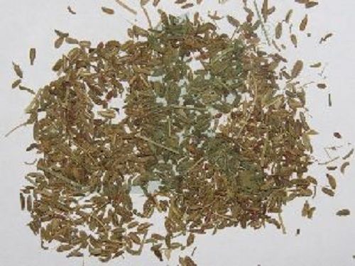 Herbal Grade Carrot Seeds