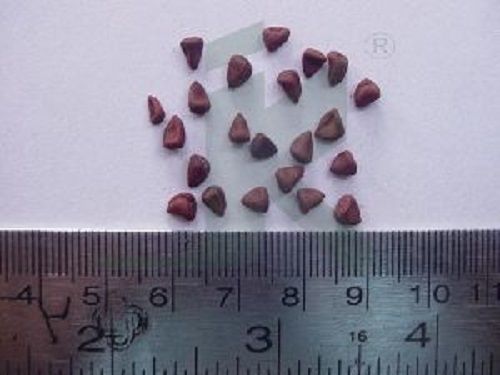 Indian Origin Annatto Seeds