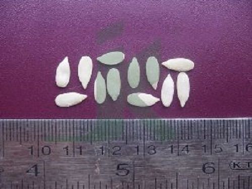 Indian Origin Muskmelon Seeds