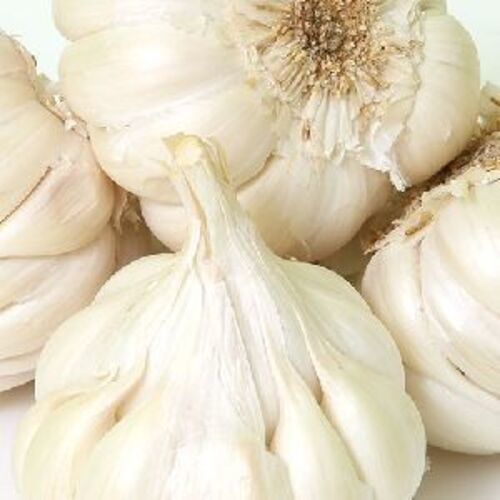 Organic and Natural Fresh Garlic