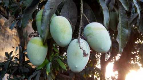 Green Tanishqa Organic Kesar Mango