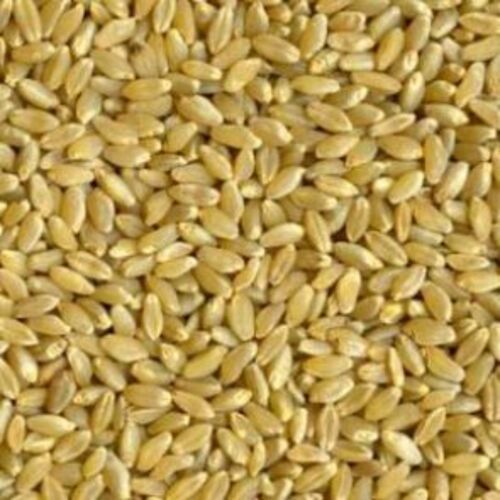 Healthy And Natural Durum Wheat Broken (%): 1-3%