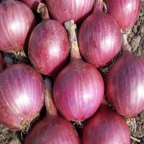 Healthy and Natural Fresh Pink Onion