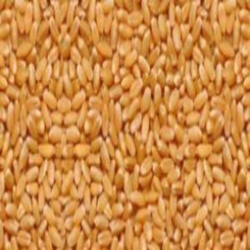 Healthy And Natural Lokwan Wheat Broken (%): 1-3%