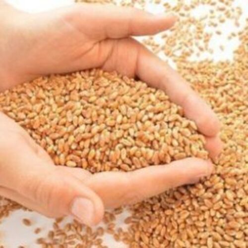 Healthy and Natural Milling Wheat