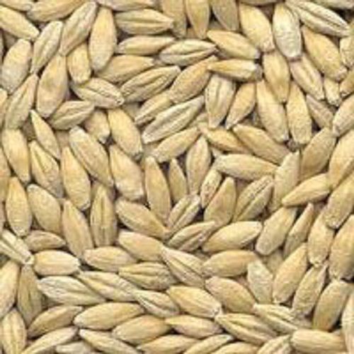 Brown Indian Dried Barley Seeds