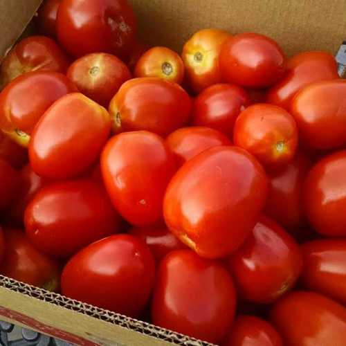 Natural Fresh Red Tomatoes Shelf Life: 15 Days