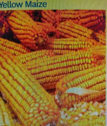 Sun Drying Yellow Maize