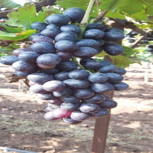 Healthy and Natural Fresh Black Grapes