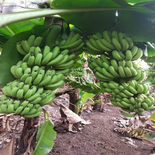 Healthy And Natural Fresh Green Banana Size: Standard