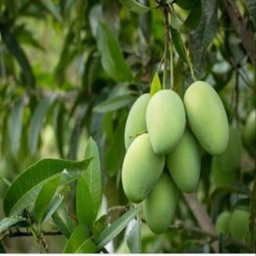 Healthy and Natural Fresh Green Mango