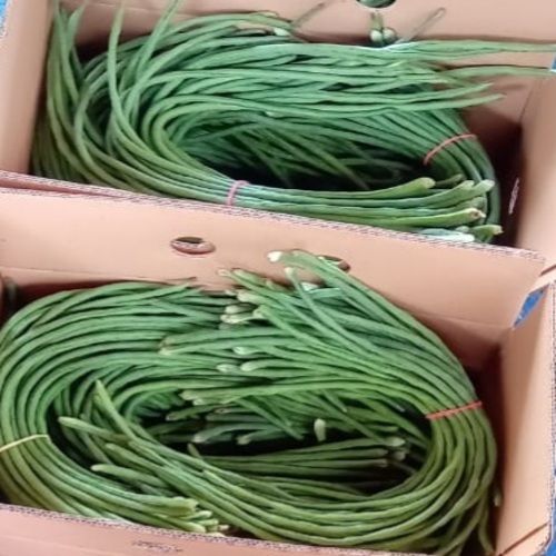  स्वस्थ और प्राकृतिक ताजा हरी लंबी बीन्स 