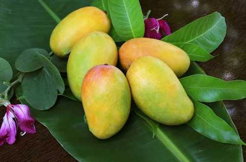 Yellow Fresh Organic Kesar Mango