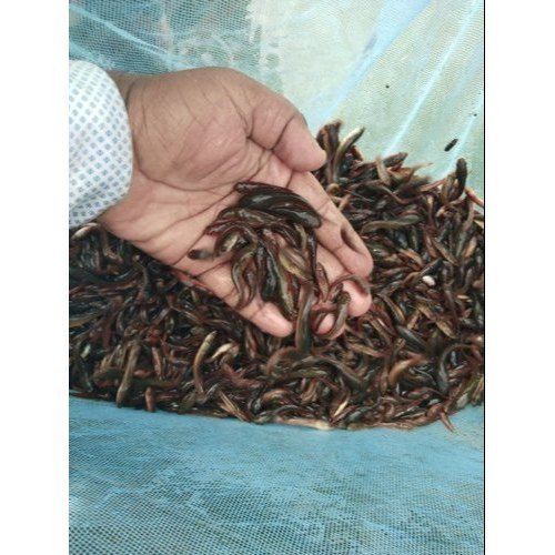 Live Murrel Fish Seeds