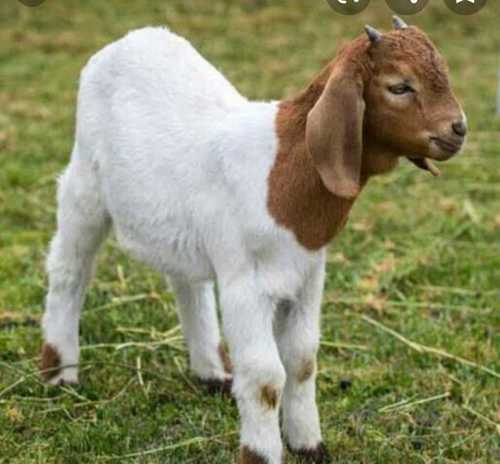 White And Brown Boer Goat