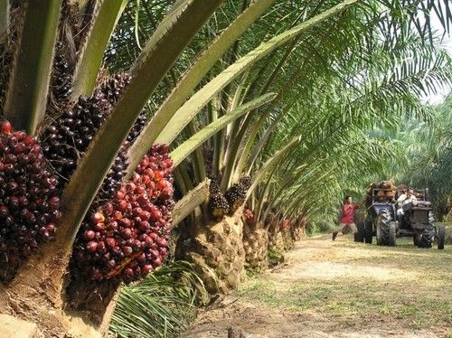 100% Natural Palm Oil Application: Home