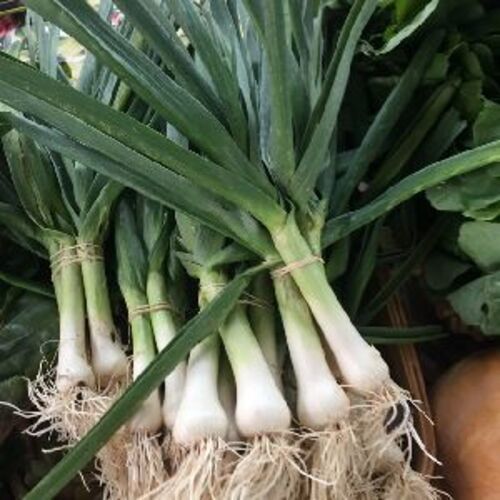 Healthy and Natural Fresh Green Garlic