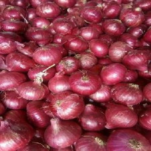 Healthy and Natural Hybrid Red Onion