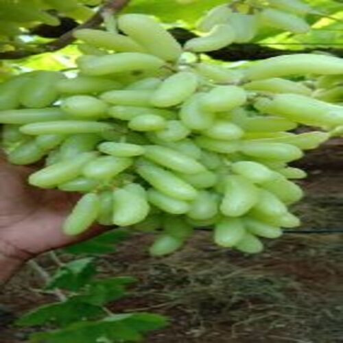 Organic Healthy And Natural Seedless Green Grapes