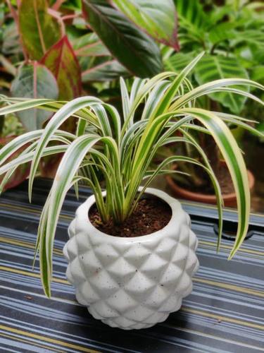 Indoor Spider Plant